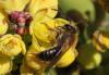 Andrena sp.